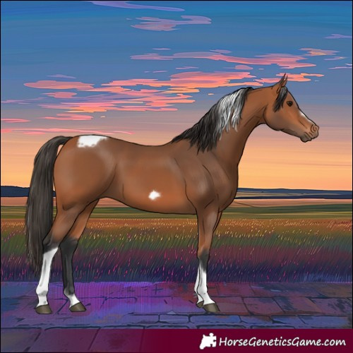 Horse Color:Bay Tobiano Frame 