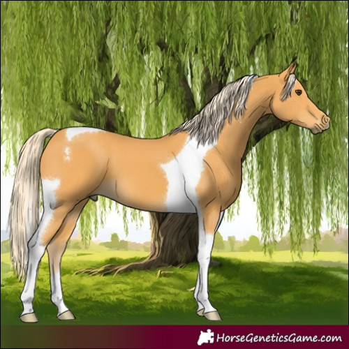 Horse Color:Palomino Tobiano 