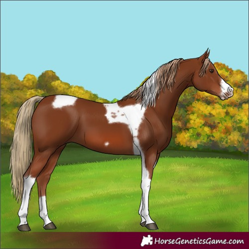 Horse Color:Chestnut Tobiano Frame 