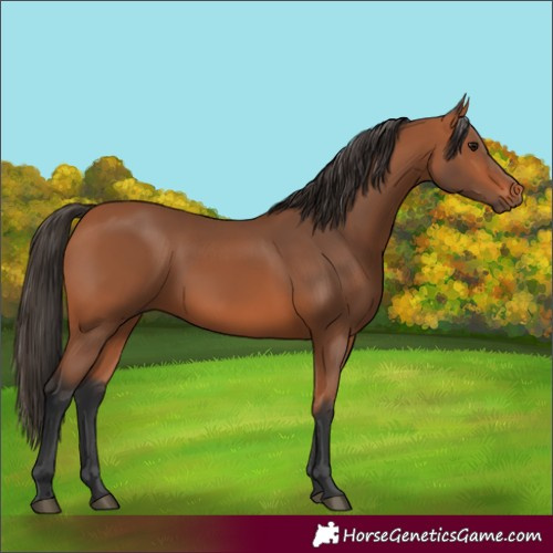 Horse Color:Bay 