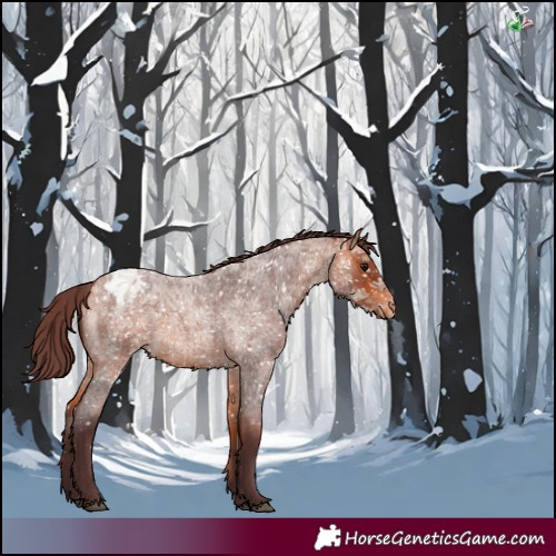 Horse Color:Chocolate Bay Roan Appaloosa 