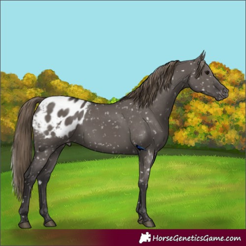 Horse Color:Smoky Grullo Appaloosa 