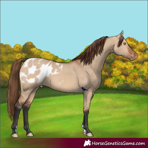 Horse Color:Bay Dun Appaloosa 