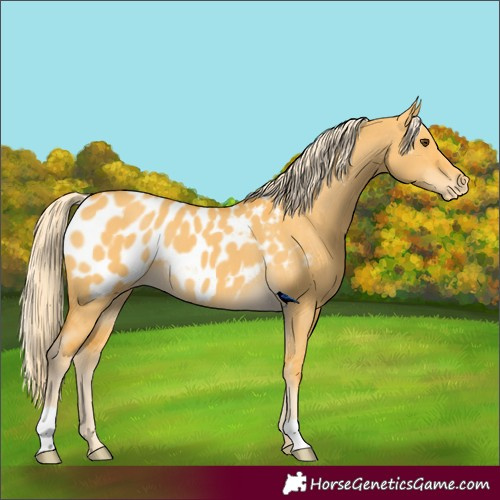 Horse Color:Palomino Dun Appaloosa