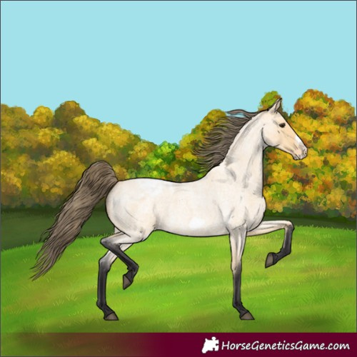 Horse Color:Buckskin Roan Frame Appaloosa 