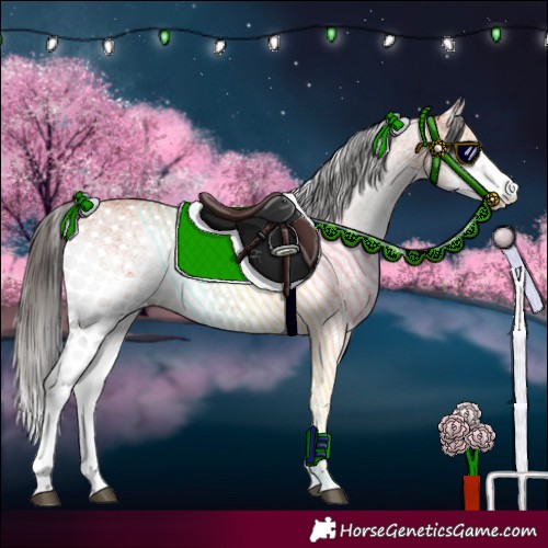 Horse Color:White Spotted Bay 