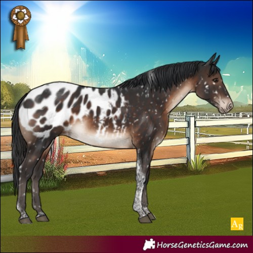 Horse Color:Brown Tobiano Appaloosa 