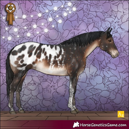 Horse Color:Brown Tobiano Appaloosa 