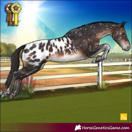 Horse Color:Brown Tobiano Appaloosa 