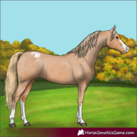 Horse Color:Chestnut Varnish 