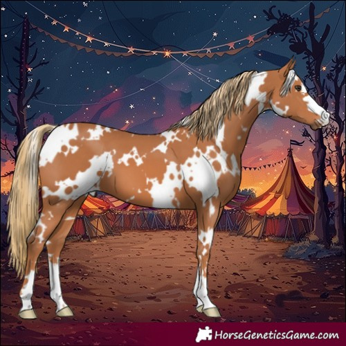 Horse Color:White Spotted Chestnut