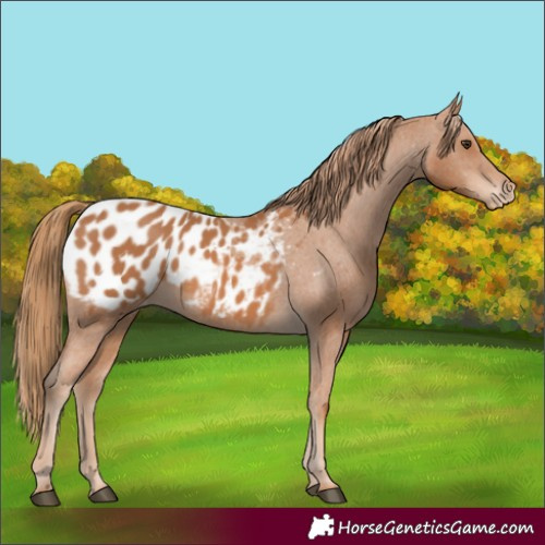 Horse Color:Chestnut Appaloosa 