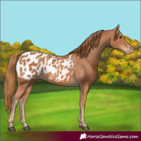 Horse Color:Chestnut Appaloosa 