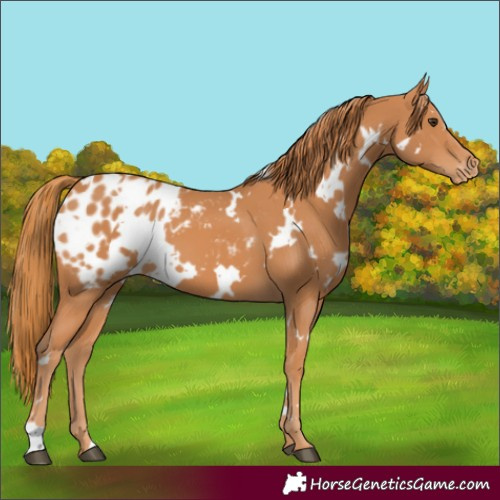 Horse Color:White Spotted Chestnut Appaloosa 