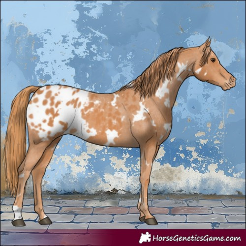 Horse Color:White Spotted Chestnut Appaloosa