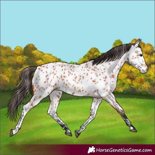 Horse Color:Bay Appaloosa