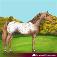 Horse Color:Chestnut Appaloosa 