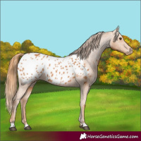 Horse Color:Chestnut Appaloosa 