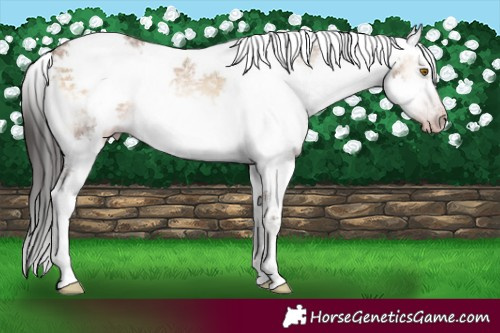 Horse Color:Gray Amber Champagne Ice Onyx Sabino Frame 