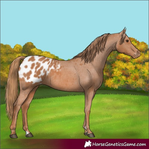 Horse Color:Chestnut Appaloosa 