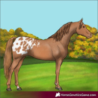 Horse Color:Chestnut Appaloosa 