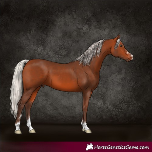 Horse Color:Silver Bay 