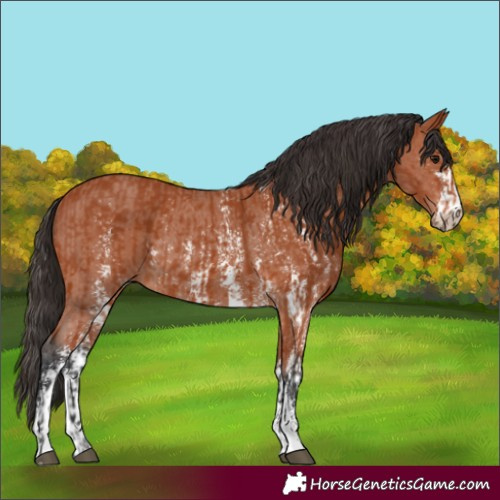 Horse Color:Bay Sabino Rabicano  and Bay Sabino Rabicano 