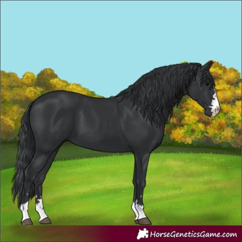 Horse Color:Unknown 