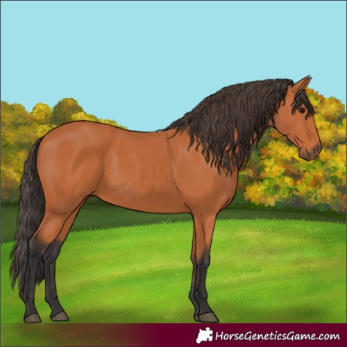 Horse Color:Unknown 