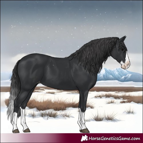 Horse Color:Black Splash Appaloosa 