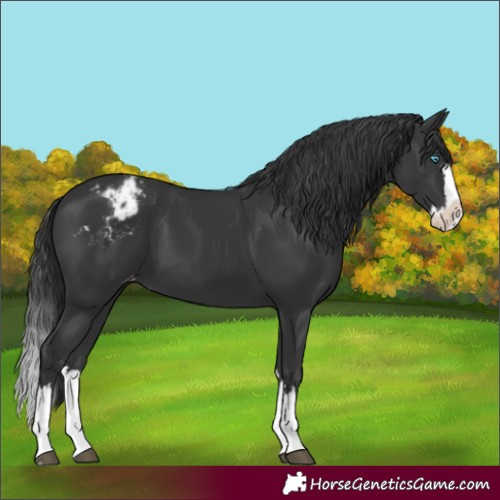 Horse Color:Black Splash Appaloosa 