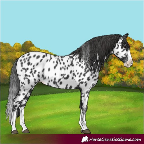 Horse Color:Black Splash Appaloosa 
