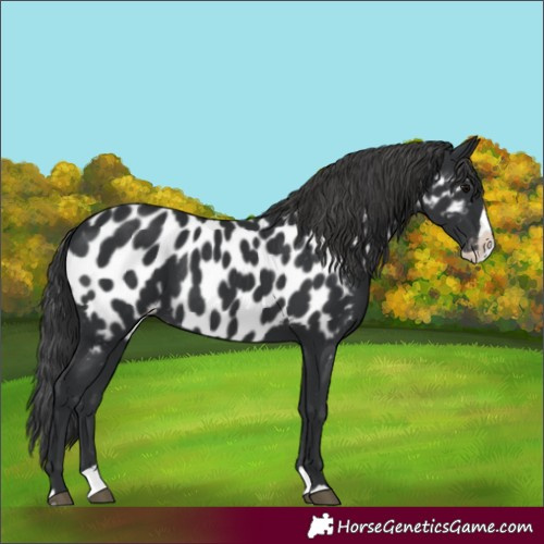 Horse Color:Black Splash Appaloosa 