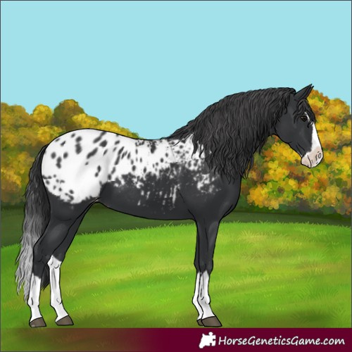 Horse Color:Unknown 