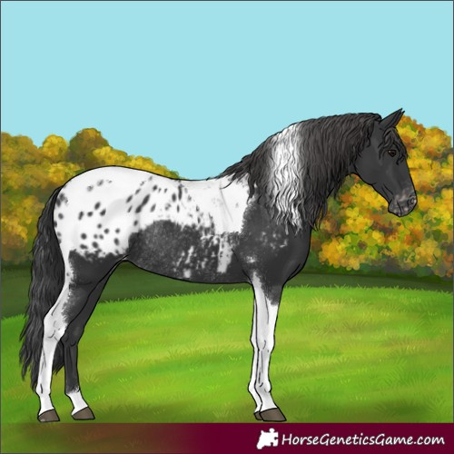 Horse Color:Unknown 