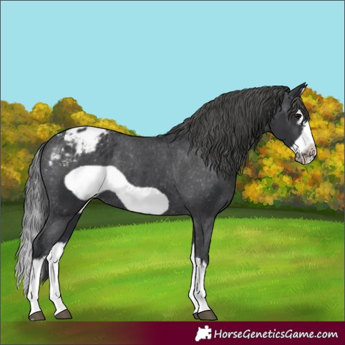 Horse Color:Black Splash Frame Blanket 