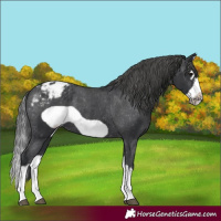 Horse Color:Black Splash Frame Blanket