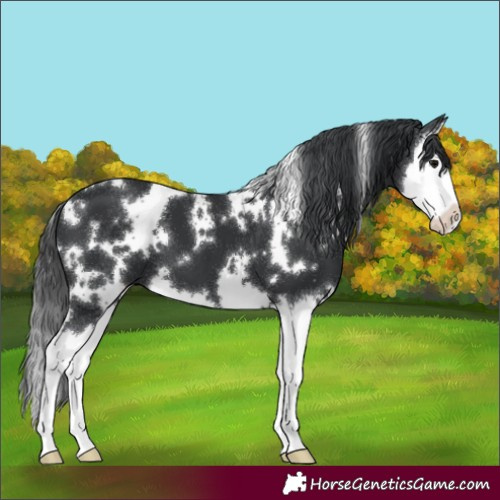 Horse Color:White Spotted Black Splash