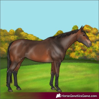 Horse Color:Bay 