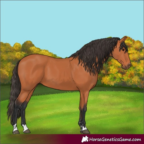 Horse Color:Bay 