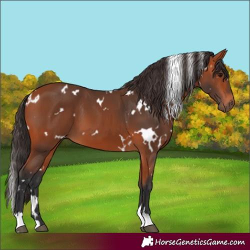 Horse Color:White Spotted Bay