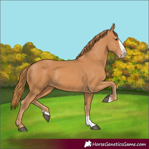 Horse Color:Chestnut Splash Frame 