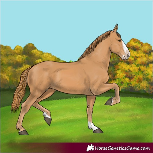Horse Color:Chestnut Splash Frame 