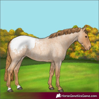 Horse Color:Red Roan Snowcap 