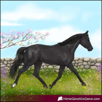 Horse Color:Smoky Black 
