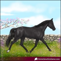 Horse Color:Smoky Black