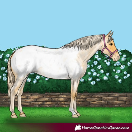 Horse Color:Palomino Roan Near Fewspot