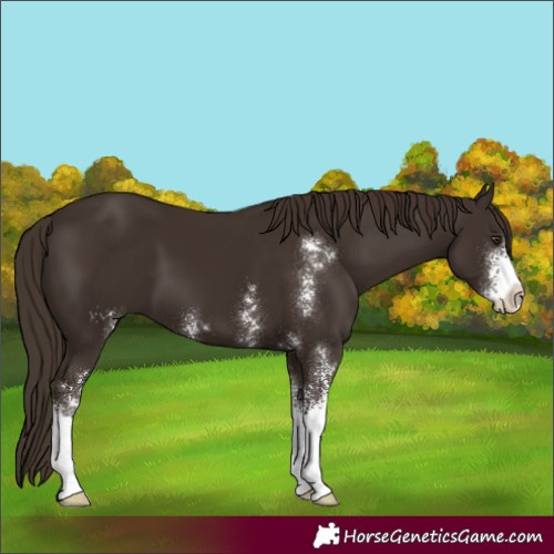 Horse Color:Liver Chestnut Sabino