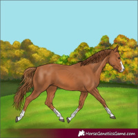 Horse Color:Chestnut 