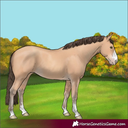 Horse Color:Amber Champagne 